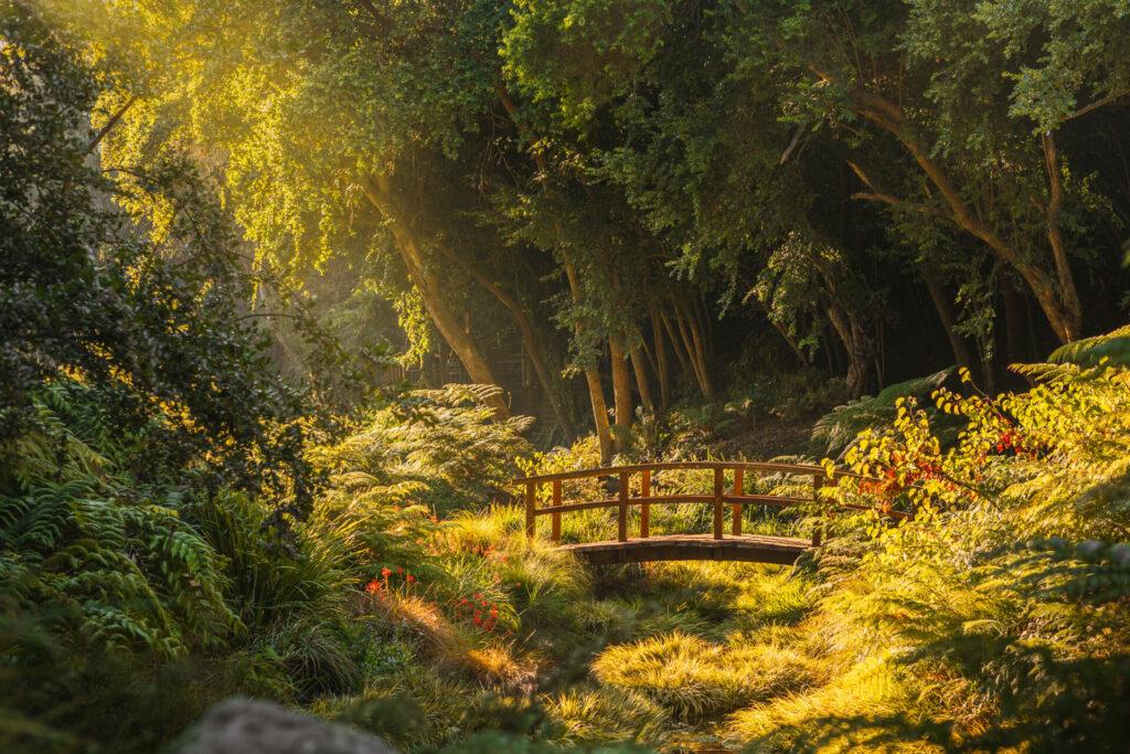 Humedal Giverny, Parque Nacional Tricao. Creditos: Parque Nacional Tricao