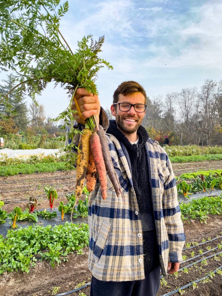 Oscar Contreras cosechando zanahorias 