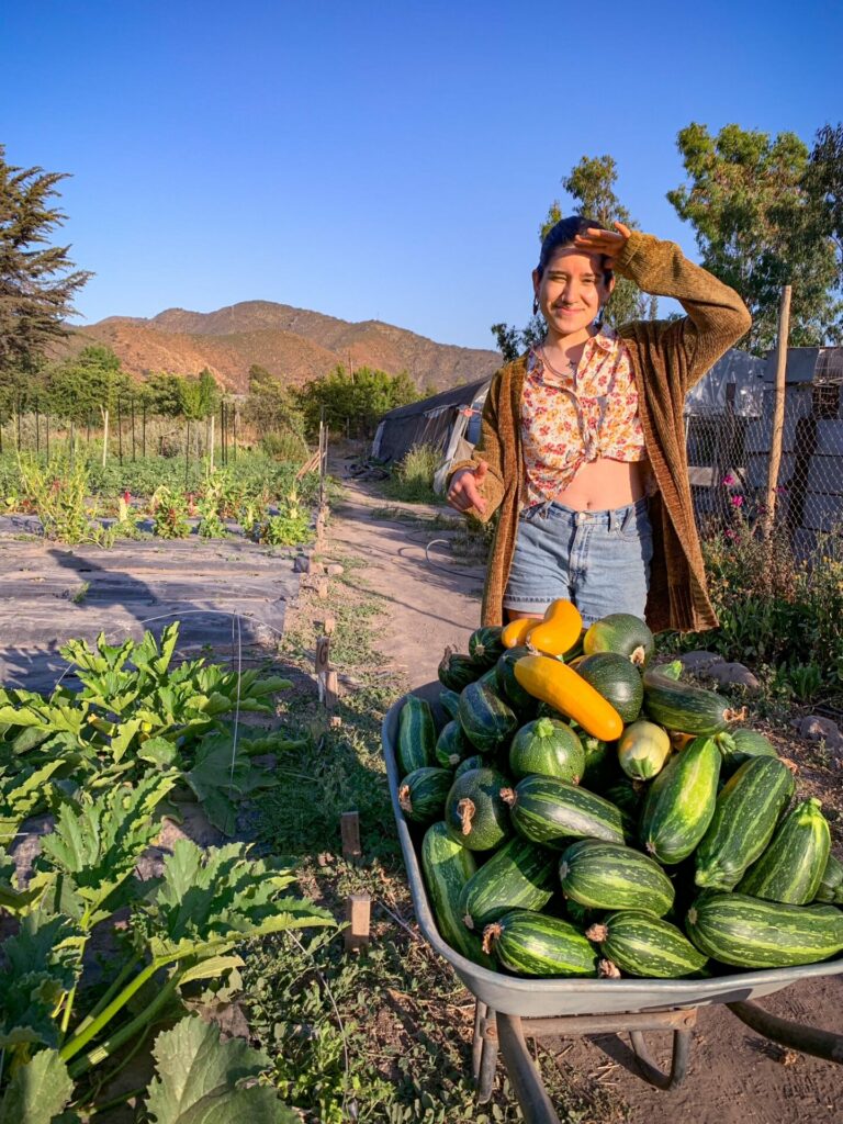 Camila Pinto cosechando zapallo italiano