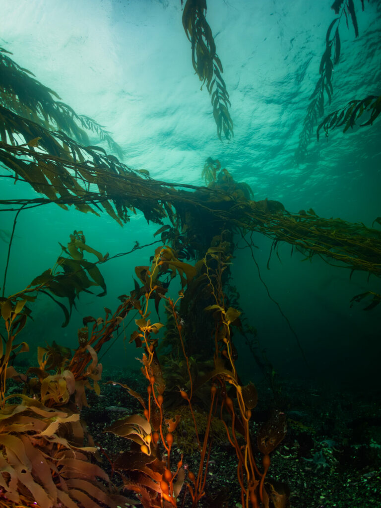 Fotografía submarina de José Luis Kappes. Créditos: José Luis Kappes.