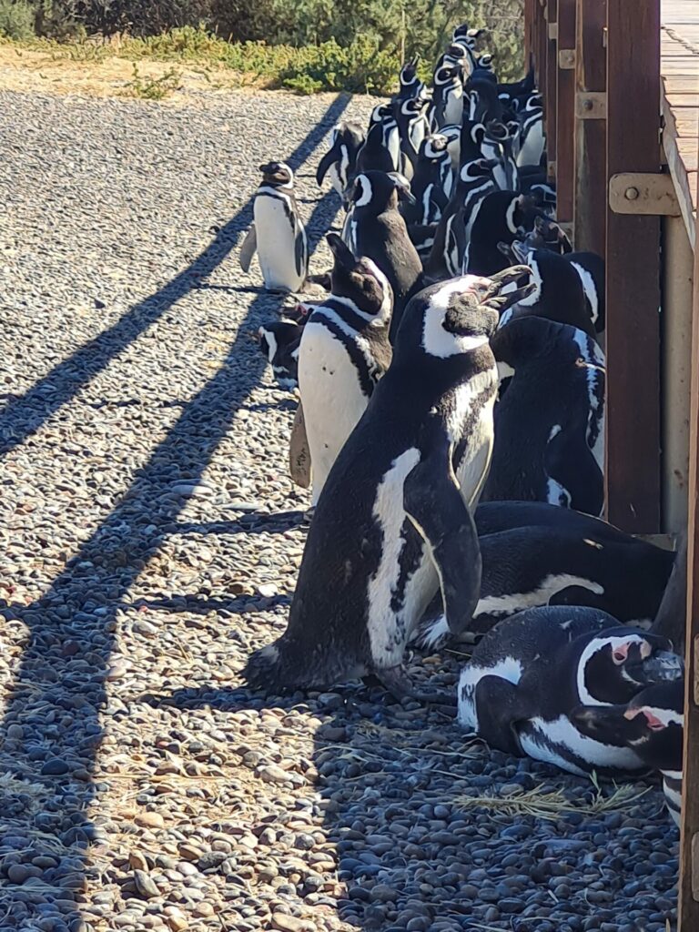 Punta Tombo, Argentina. Archivos Fiscalía