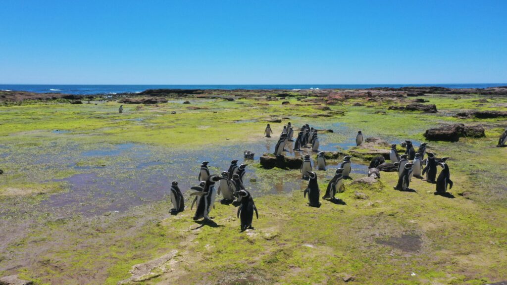 Punta Tombo, Argentina. Archivos Fiscalía