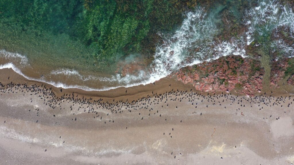 Punta Tombo, Argentina. Archivos Fiscalía