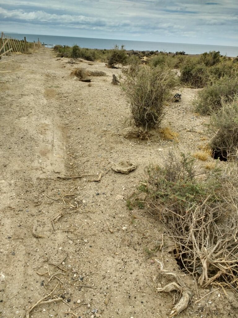 Punta Tombo, Argentina. Archivos Fiscalía