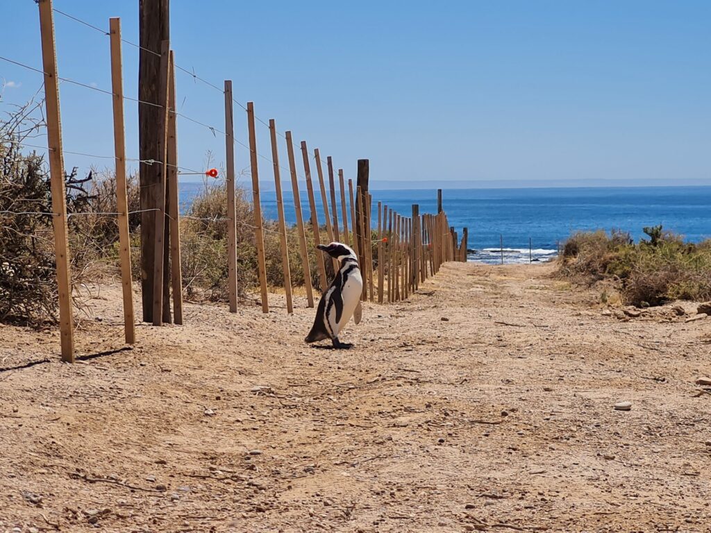 Punta Tombo, Argentina. Archivos Fiscalía