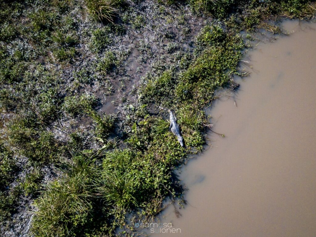 Lagarto blanco en uno de los pantanos de la reserva. Créditos: Sampsa Sulonen.