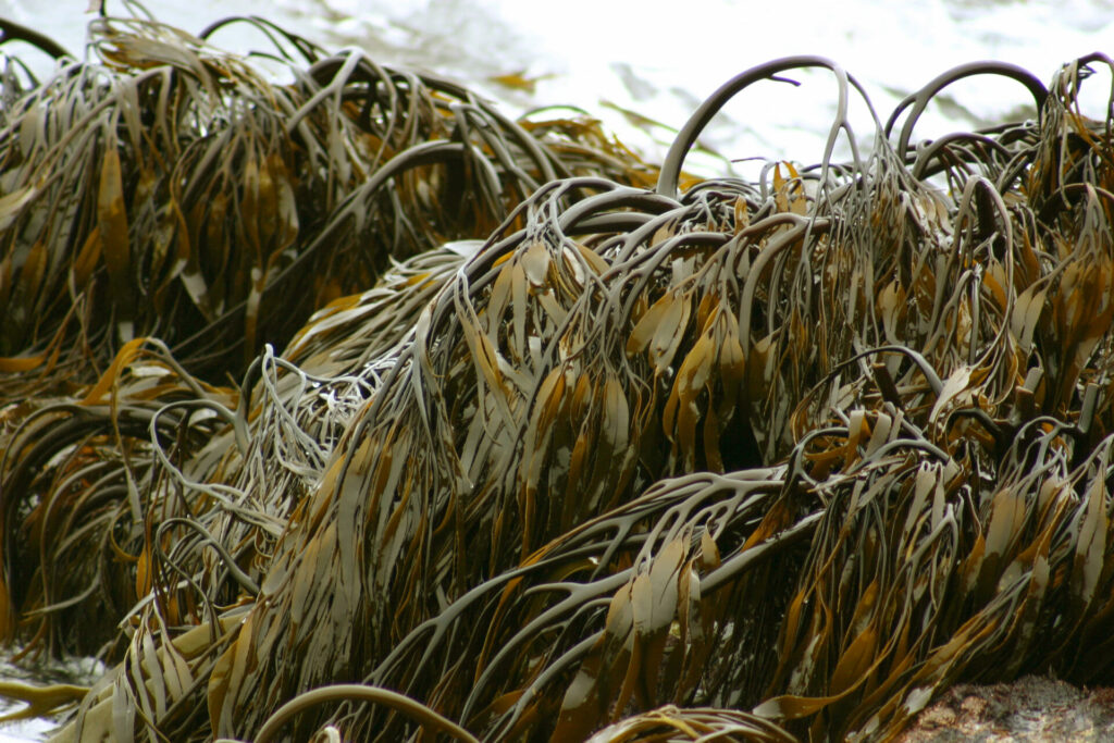 Lessonia spicata. Créditos: Erasmo Macaya.