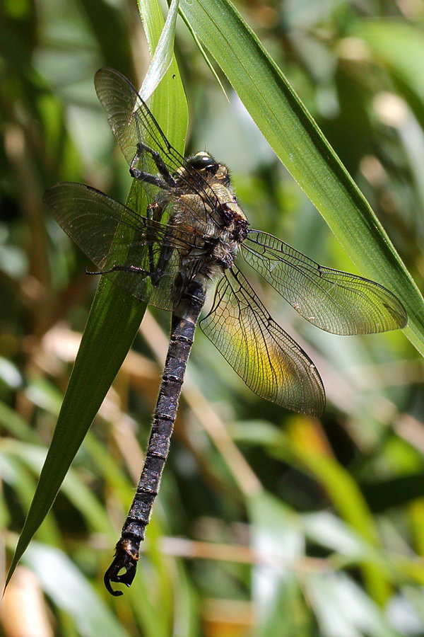 Libélula Gigante (Phenes Raptor) 2 - cErland Refling Nielsen