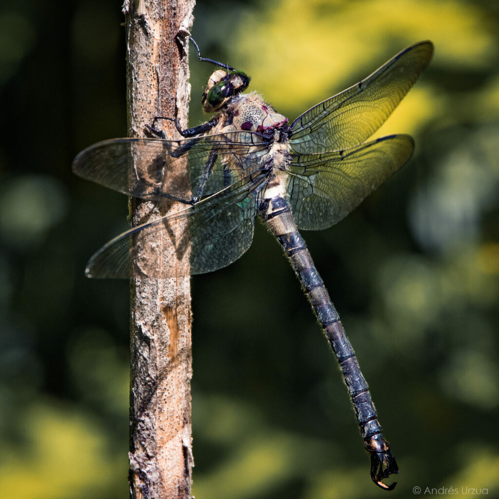 Libélula Gigante (Phenes Raptor) -c aurzua