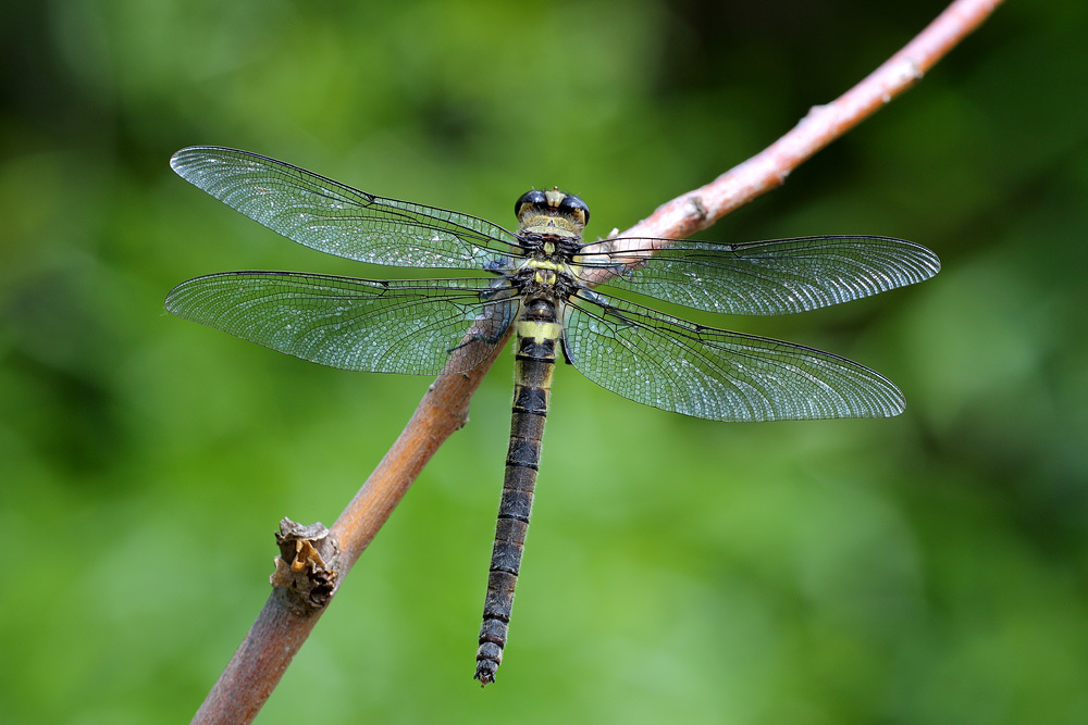 Libélula Gigante (Phenes Raptor) - cErland Refling Nielsen