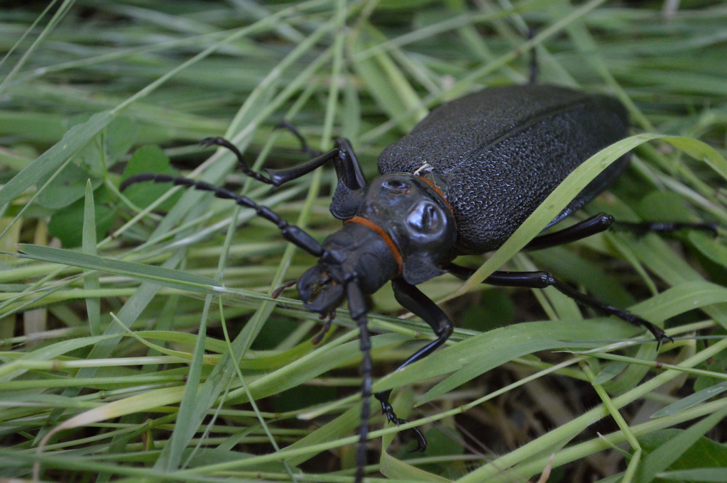 ¿Cuáles agregarías? Seis insectos que podemos ver en los cerros de la zona central en primavera