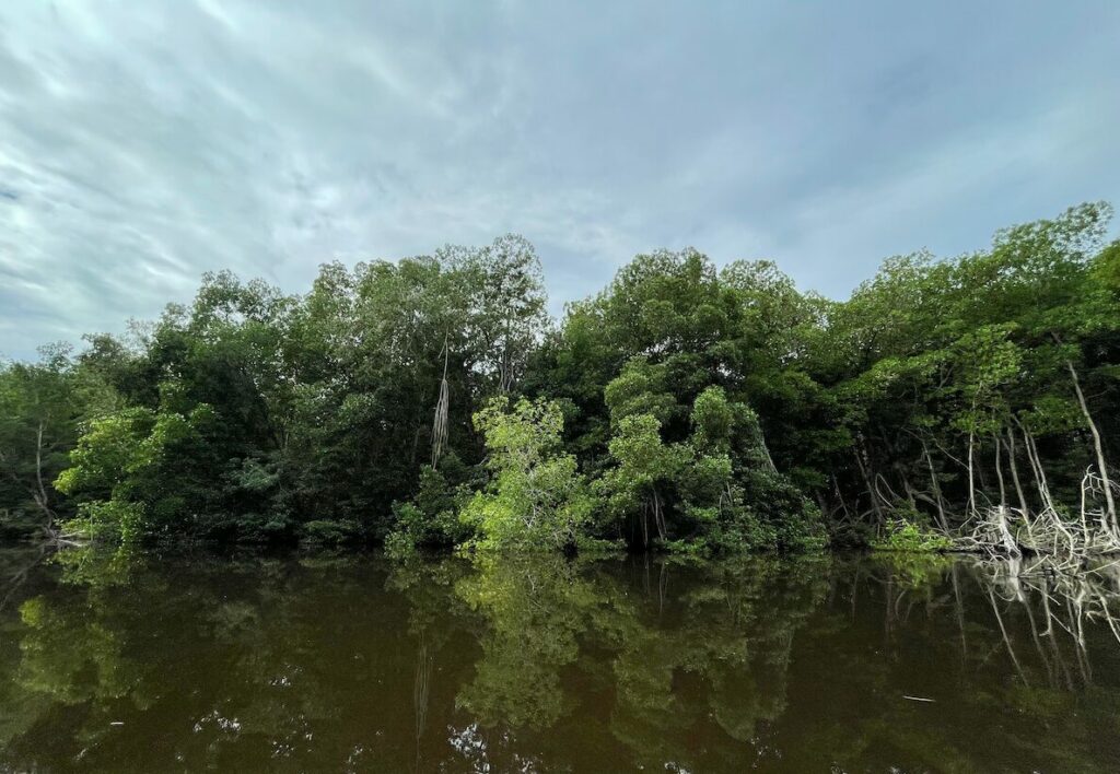 Los manglares de la Reserva de la Biosfera La Encrucija son los más altos de todo México y alcanzan hasta 35 metros de altura. Créditos: Astrid Arellano