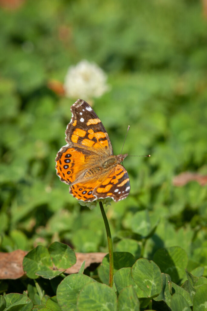 Mariposa colorada 2 - Ruth Gutiérrez Oliveros