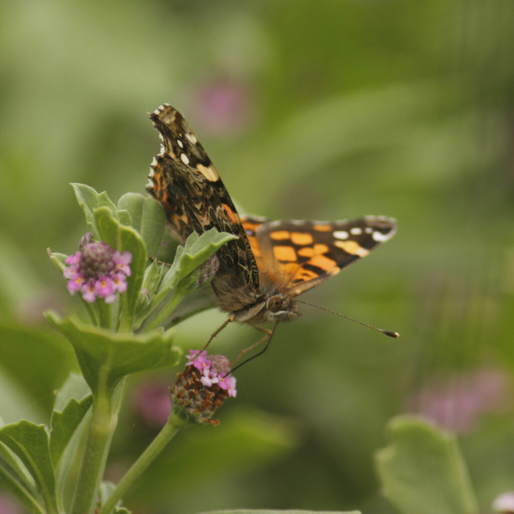 Mariposa colorada - ©Ruth Gutiérrez Oliveros