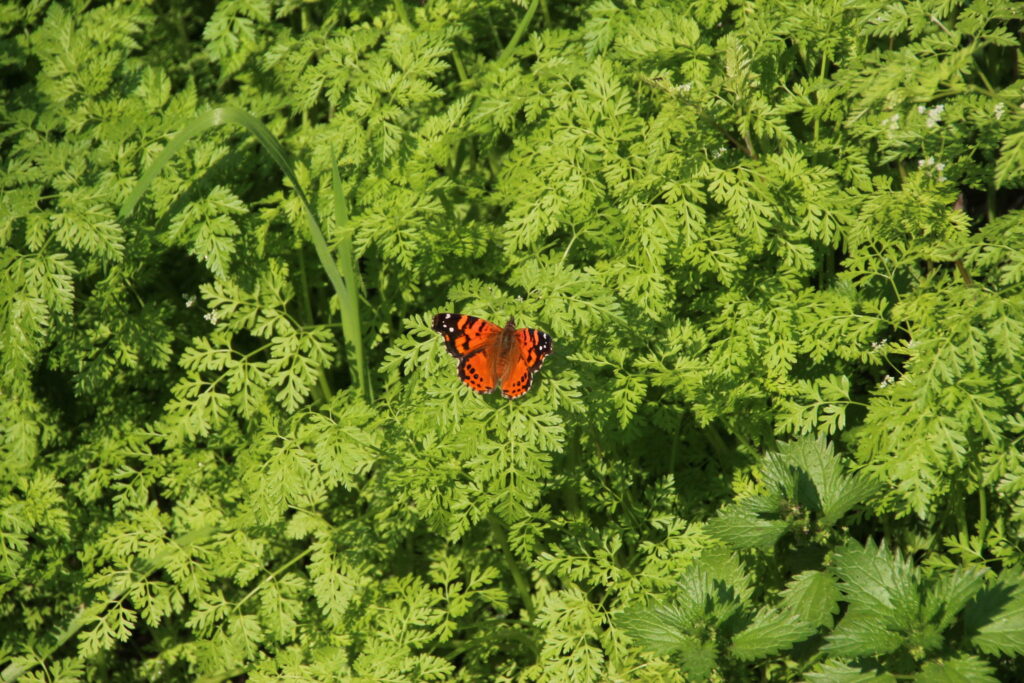 Mariposa Colorada - Tony Rebelo