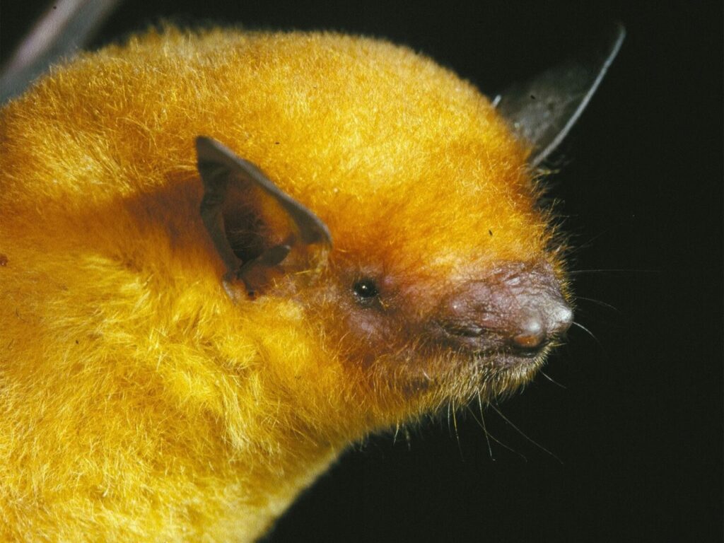 Myotis midastactus. Créditos: Marco Tschapka