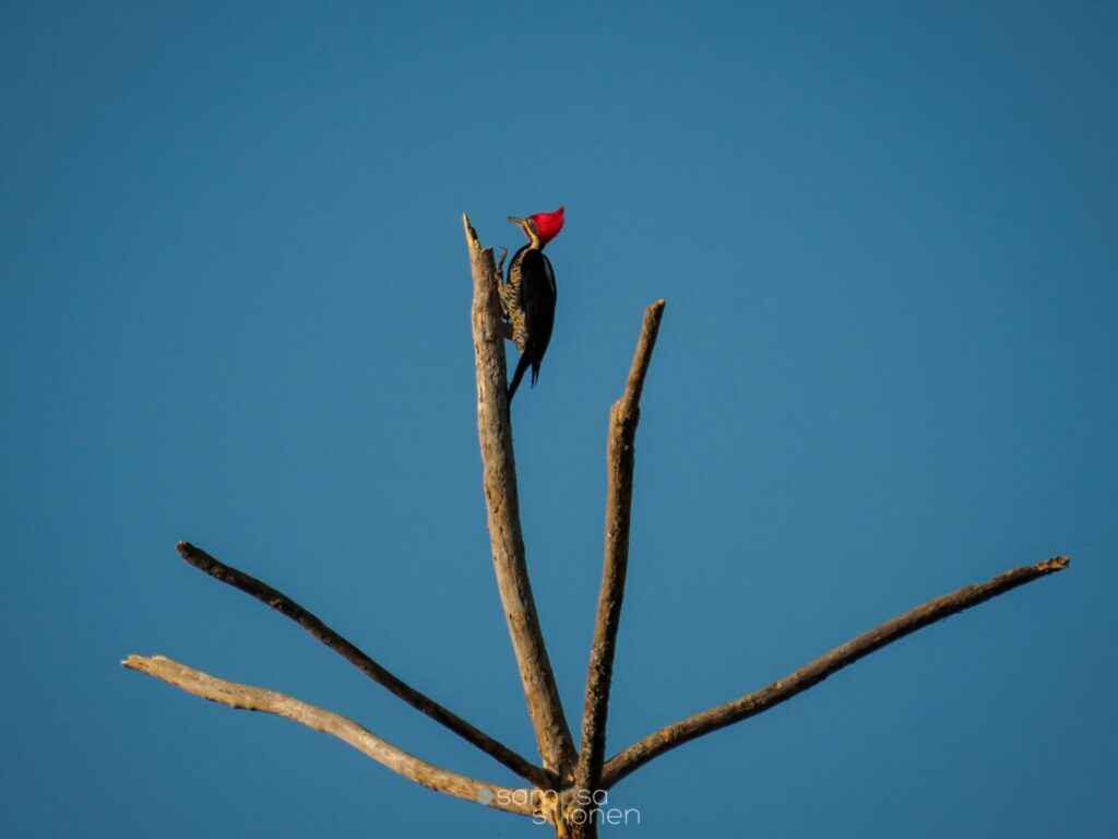 Pájaro carpintero. Créditos: Sampsa Sulonen.