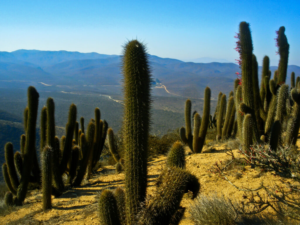 Parque Nacional Fray Jorge. Créditos: Damien Moureaux