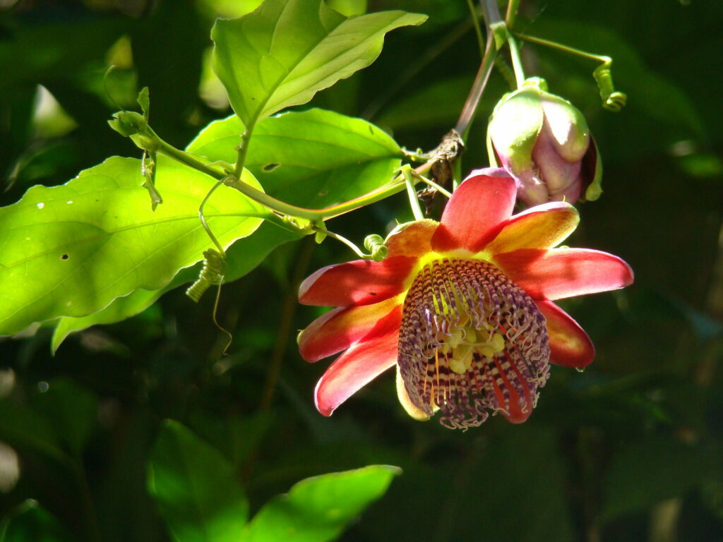 Passiflora atala. Créditos: ©Paula Romano