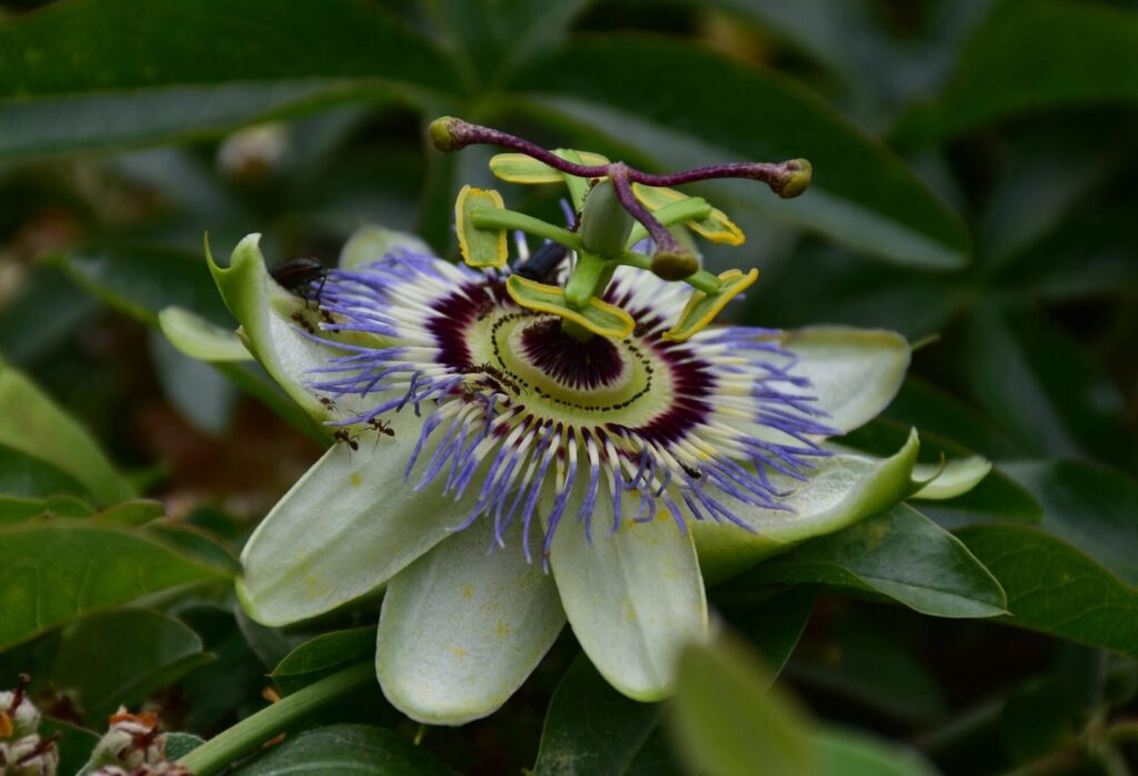 Passiflora caerulea. Créditos: ©Jose Locati