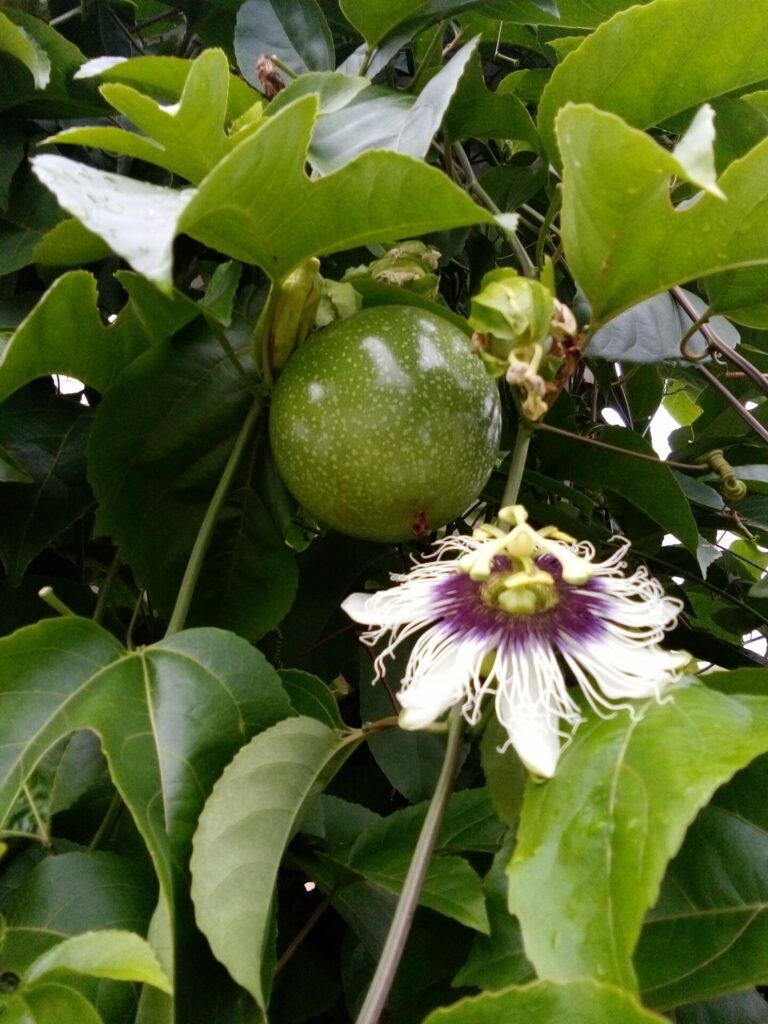 Passiflora edulis. Créditos: ©Dayra Mosley