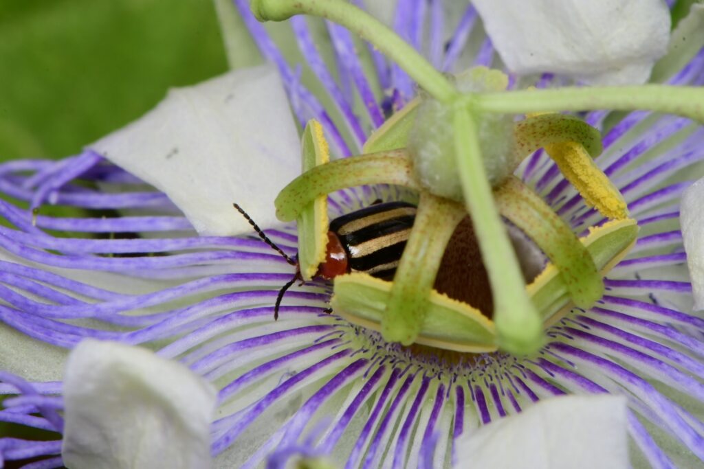 Passiflora foetida. Créditos: ©Joey Santore