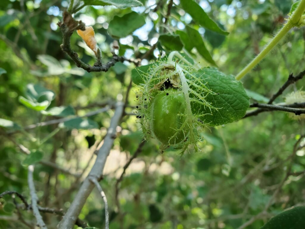 Passiflora foetida. Créditos: ©Joshua Ekrut