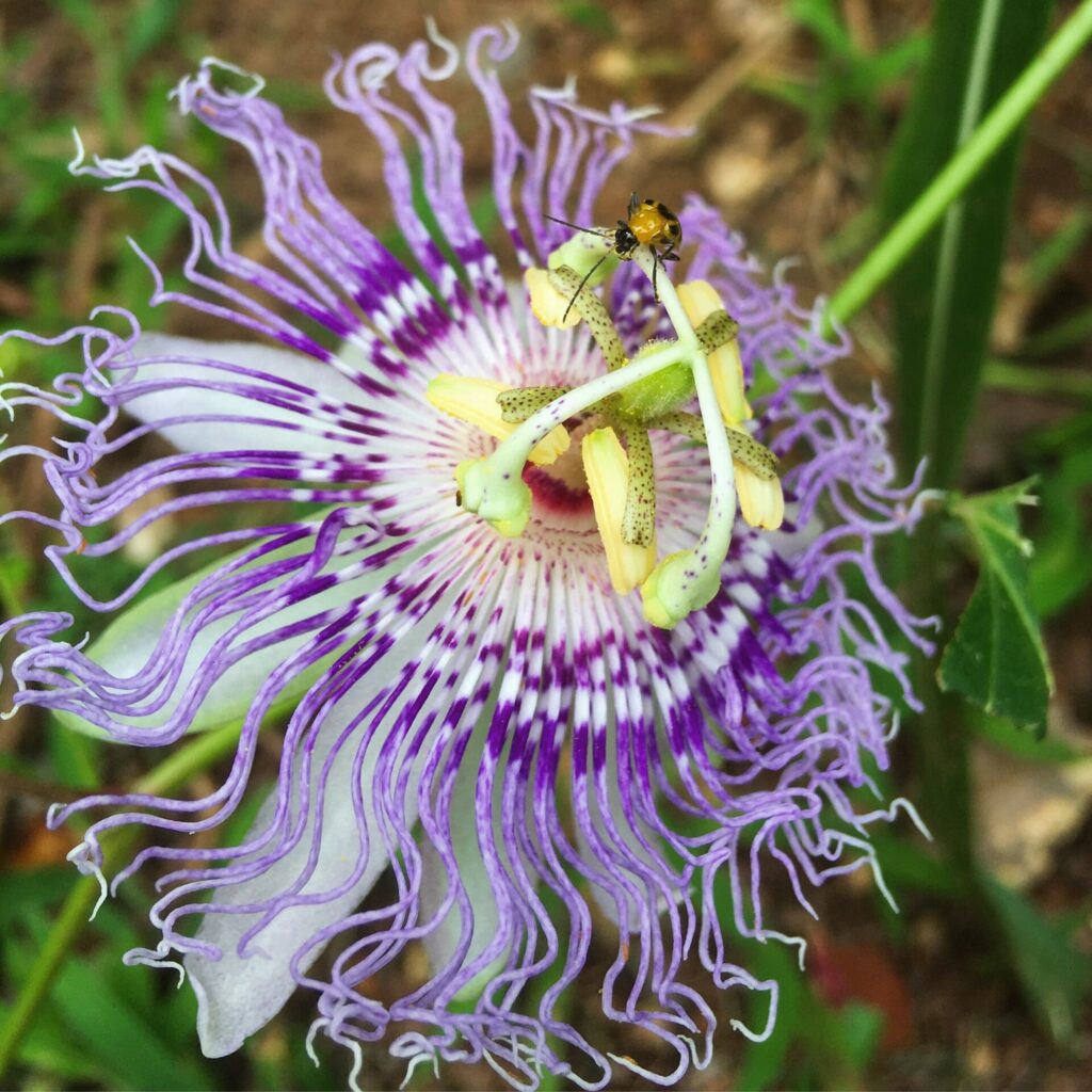 Passiflora incarnata. Créditos: ©Sean Bloom