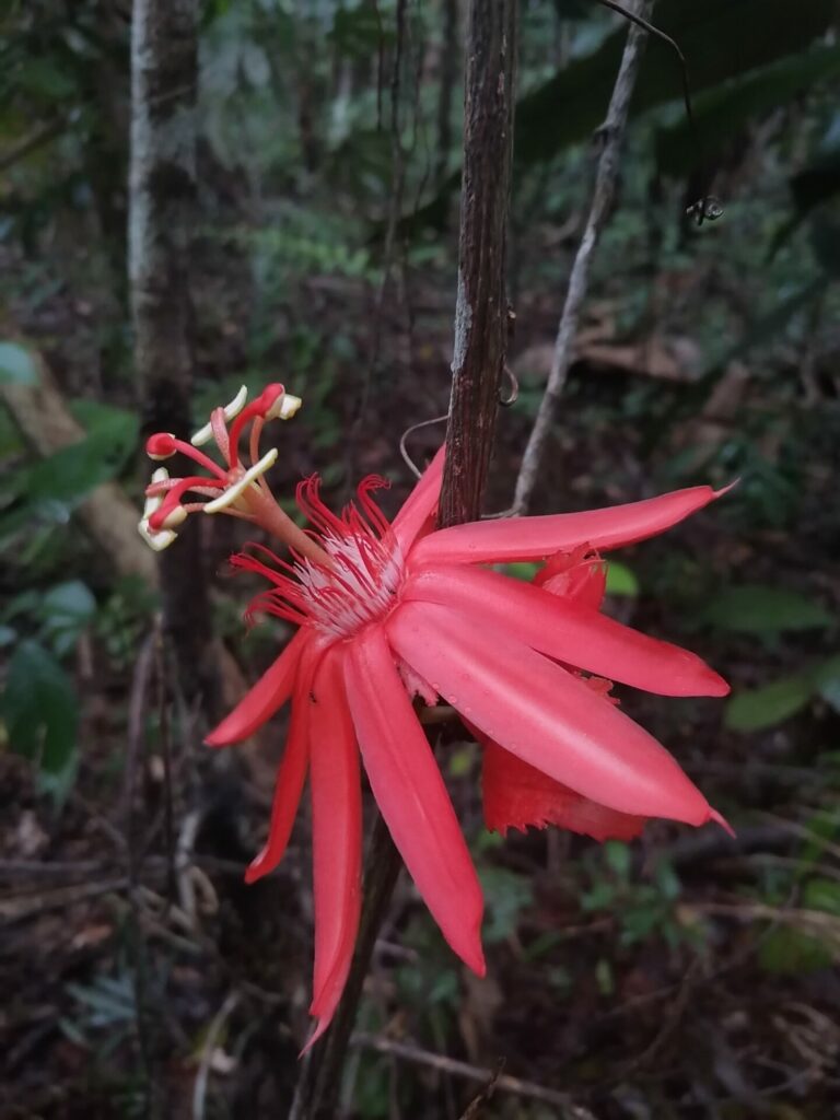 Passiflora involucrata. Créditos: ©Andrés Felipe Jimenez