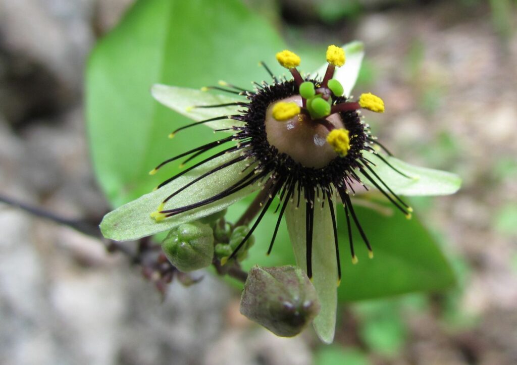 Passiflora itzensis. Créditos: ©Alfredo Dorantes