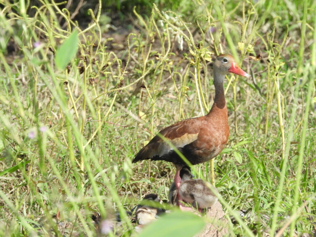 Pato pijije alas blancas (Dendrocygna autumnalis). Créditos: Ramón Flores / CI México