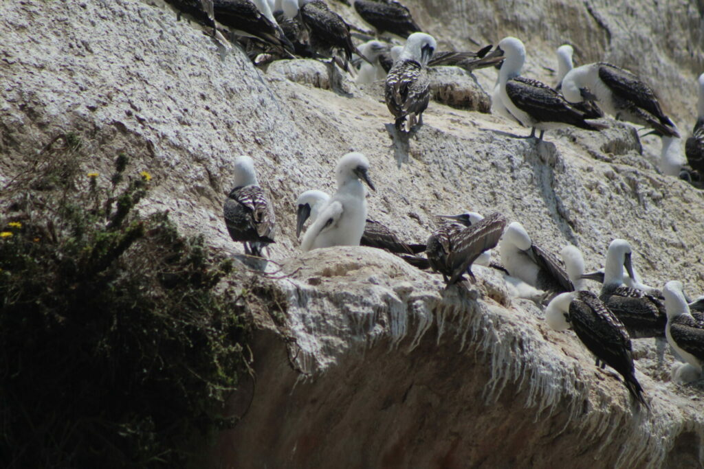 Piqueros (Sula variegata). Créditos: ©Tamara Núñez