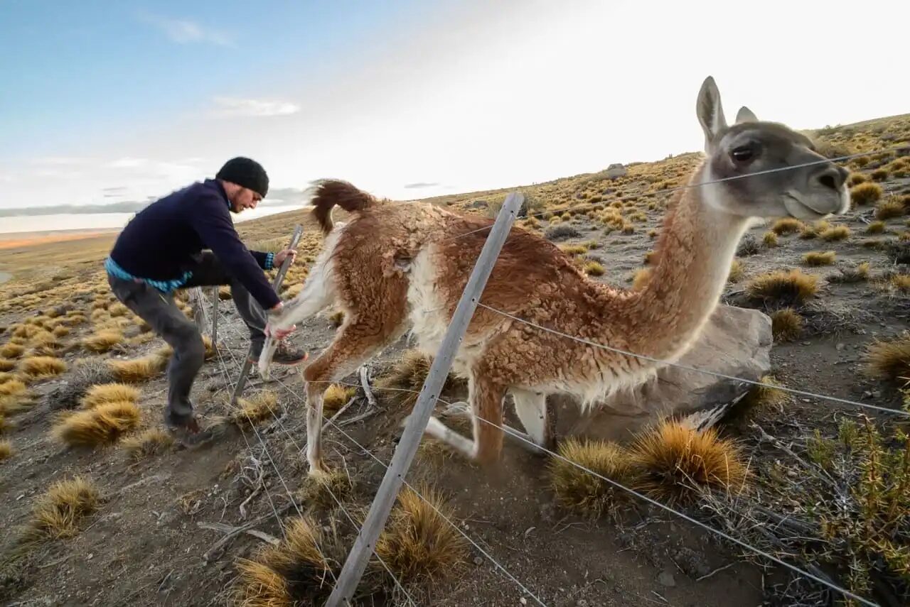 Barreras mortales: los alambrados de la Patagonia y su impacto sobre los guanacos