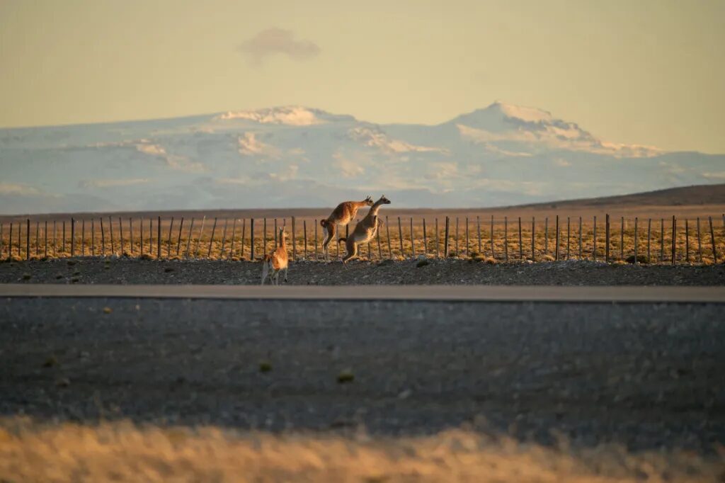 rewilding guanacos