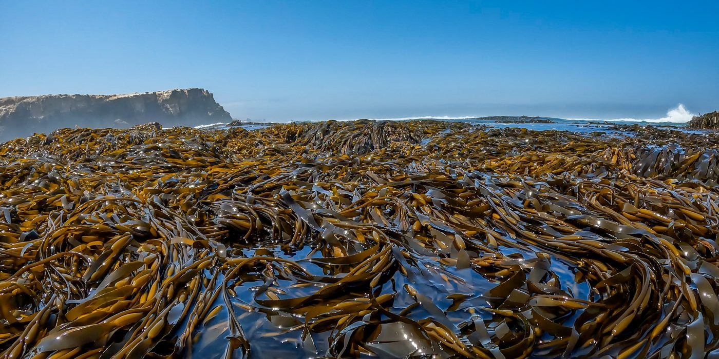 Los bosques submarinos de algas gigantes del Perú, un ecosistema amenazado