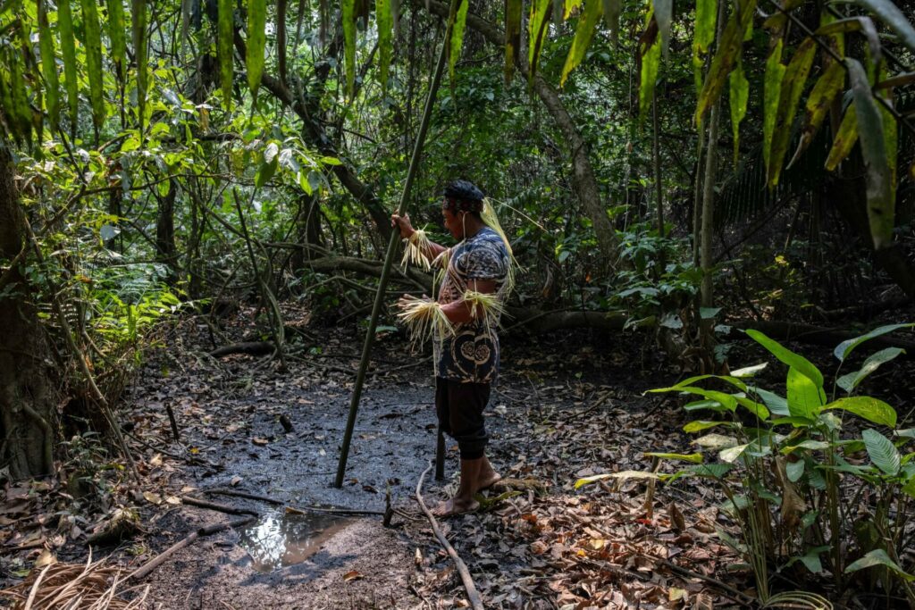 Tani hunde una larga rama en el barro para mostrar las profundidades de este terreno fangoso. Explica que las serpientes duermen bajo estas zonas fangosas hasta cerca del mediodía, cuando la tierra se calienta demasiado. Créditos: Victor Moriyama / Dialogue Earth