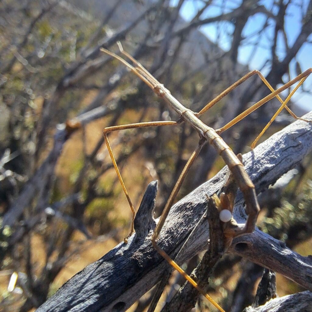 Insecto Palo (Minteronemia Longitarsa). Créditos: Francisco Riquelme Tapia