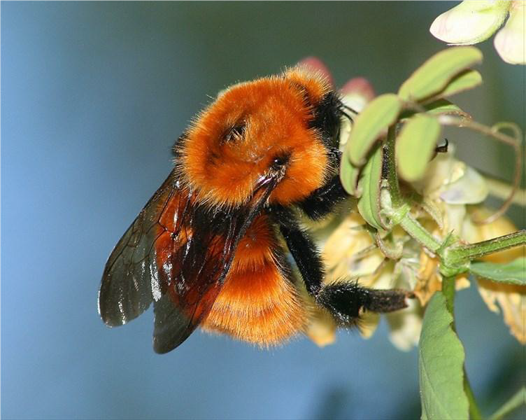 abejorro nativo Bombus dahlbomii- IEB