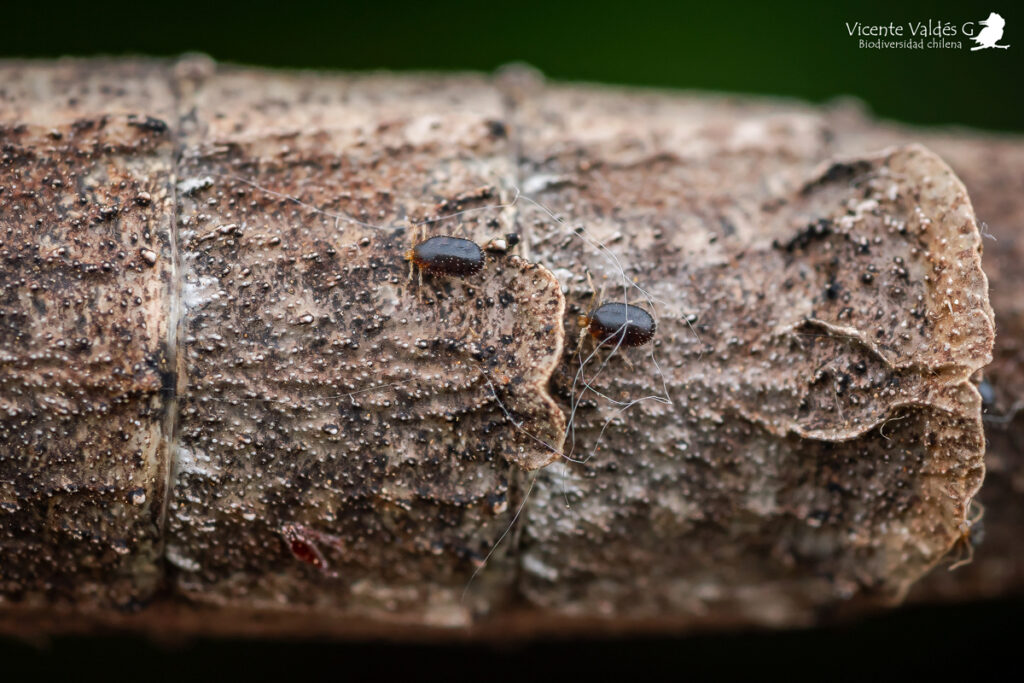 Relación simbiótica entre insecto palo y ácaros. En la imagen se aprecia a los ácaros transportarse mediante un palote. Créditos: Vicente Valdés