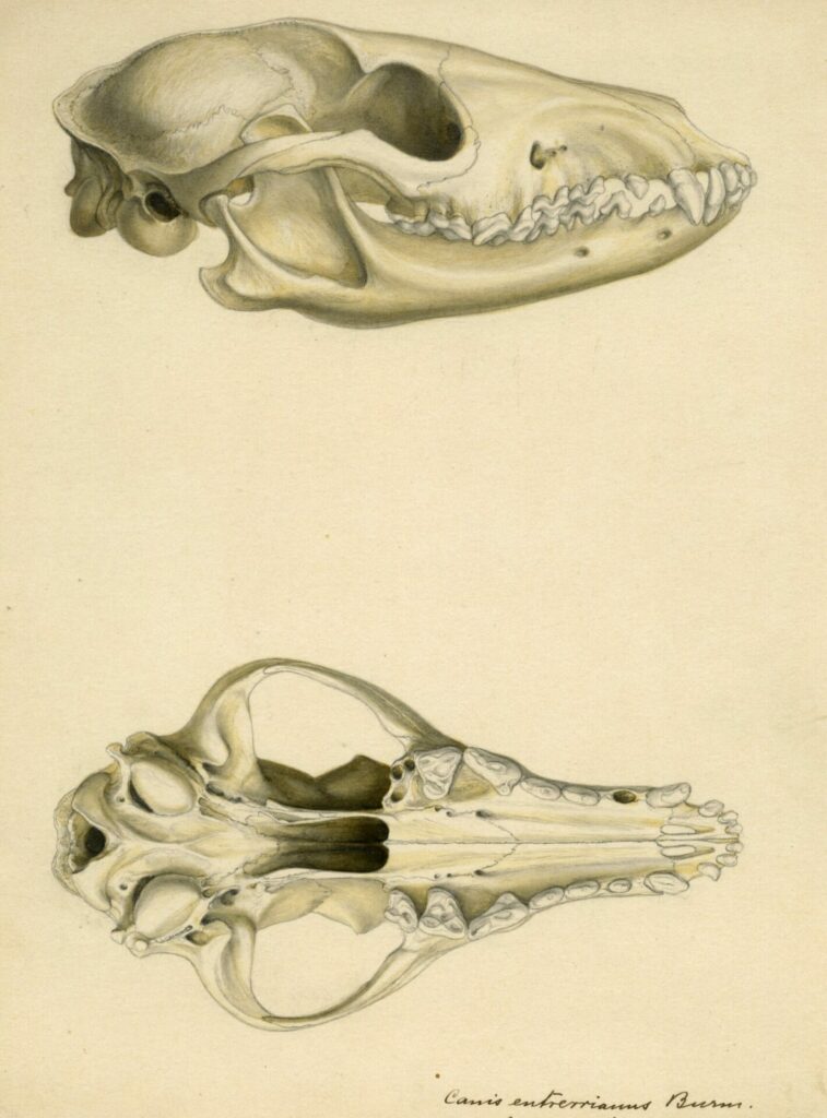 Acuarela original de cráneos de cánidos