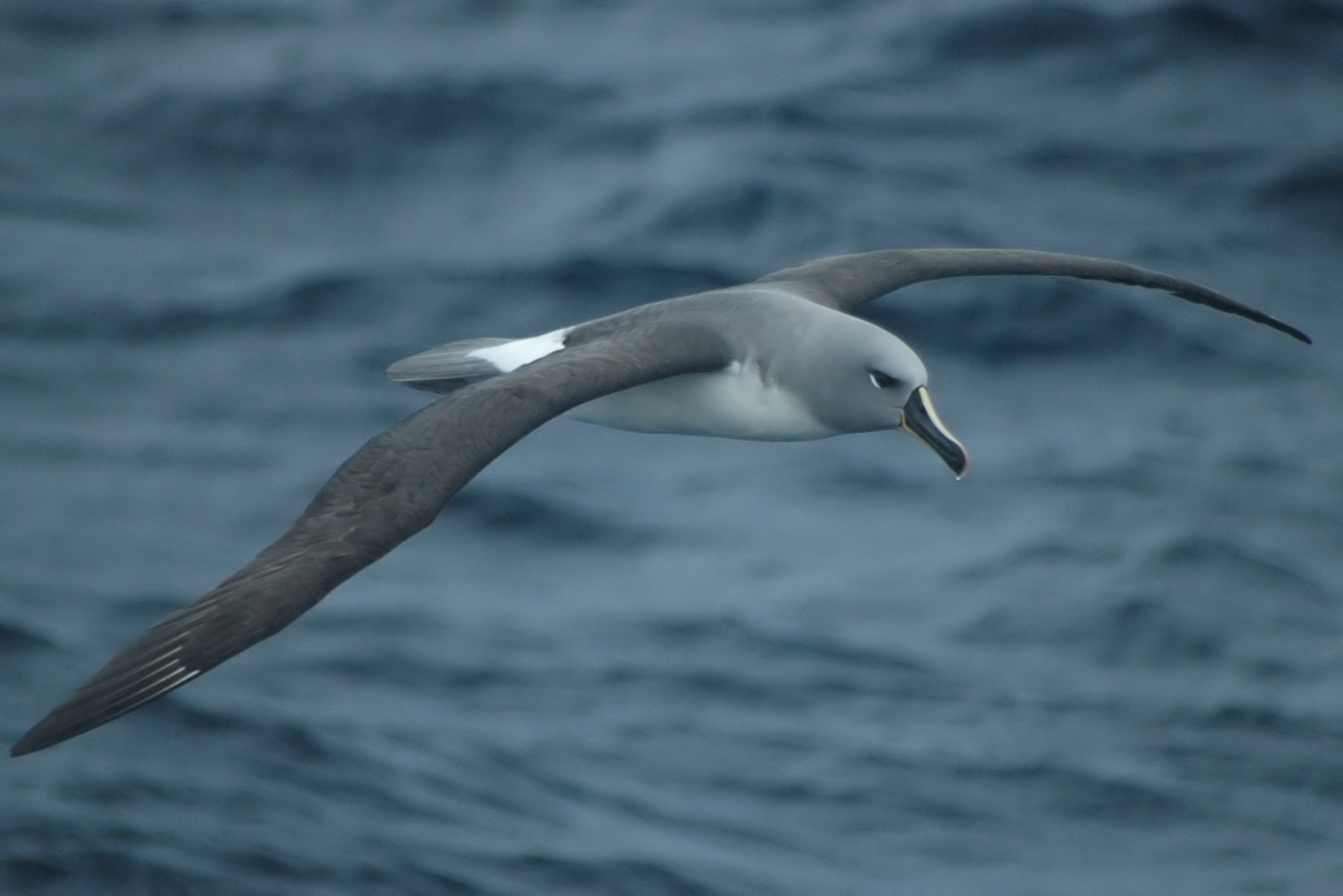 Estudio revela una alta frecuencia de ingesta de plásticos en aves marinas de Argentina y Brasil