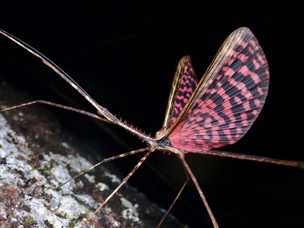 Albert Kang - Insecto palo con alas diesbachia tamyris