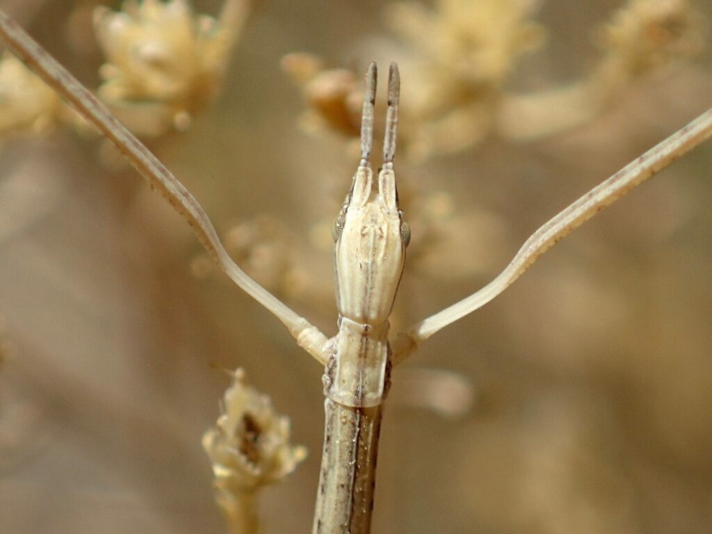 Insecto Palo (Parabacillus Hesperus). Créditos: Alex Bairstow