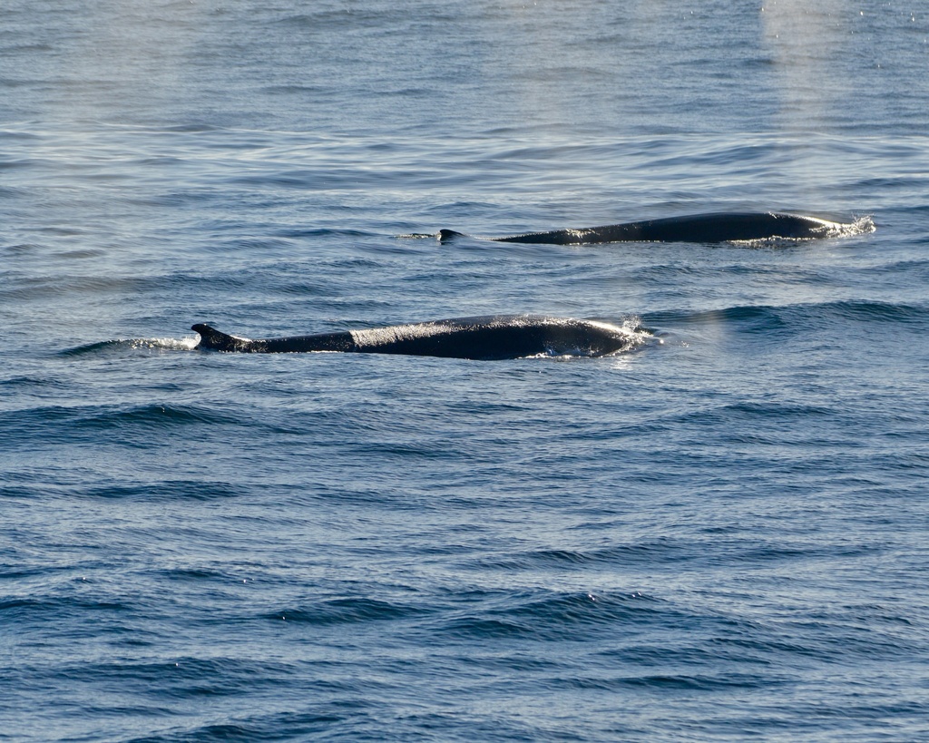 Ballena Fin (Balaenoptera physalus). Créditos: Alex