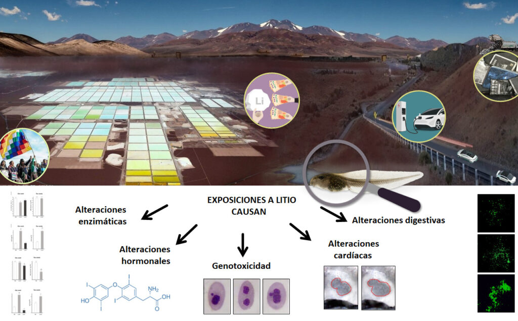 Alteraciones evidenciadas en los renacuajos tras su exposición a dosis ambientalmente relevantes de litio. Gráfico-Cortesía Rafael Lajmanovich