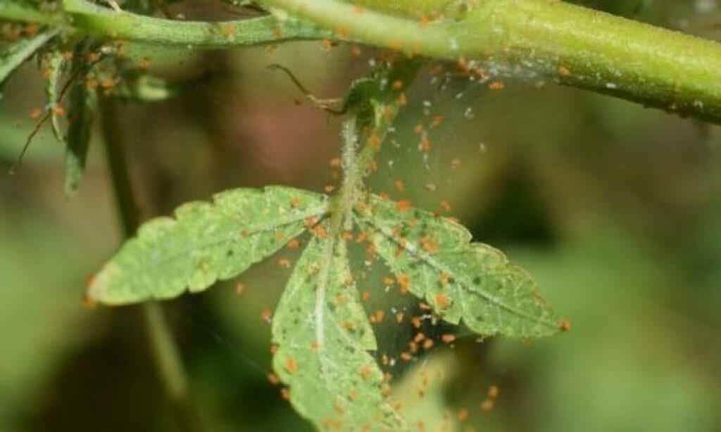 Araña roja. Créditos: Pur Plant