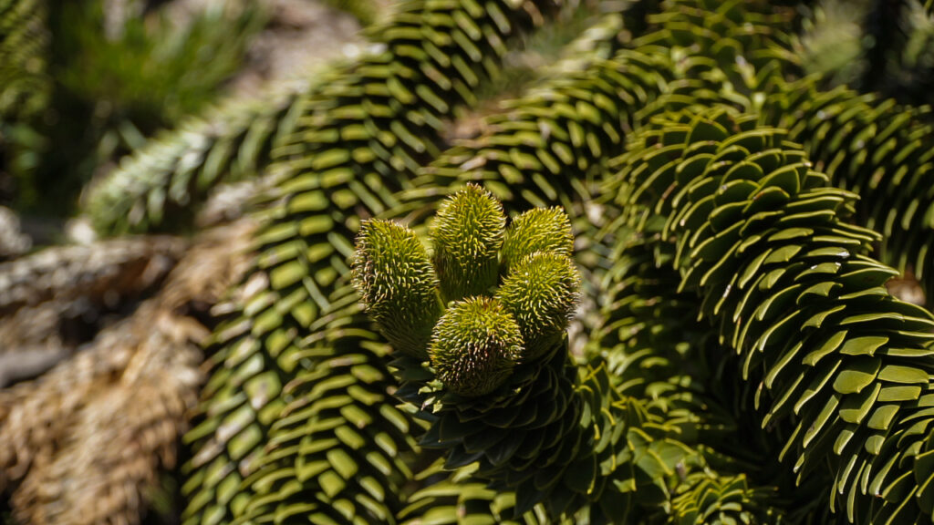 Araucaria, sendero Huella del Puma, Reserva Nacional China Muerta. Créditos Cristóbal Ogrodnik