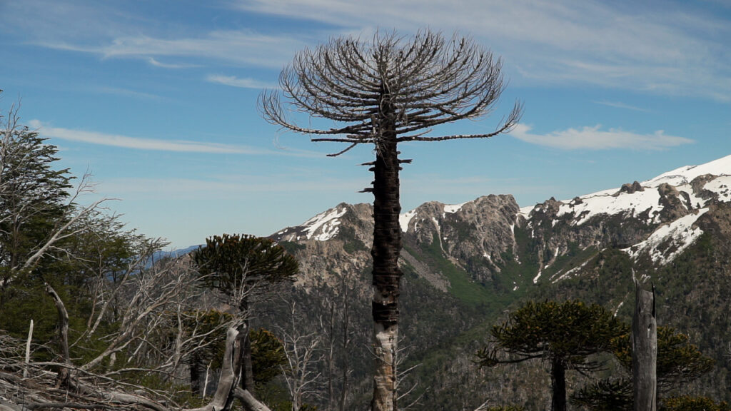 Araucaria quemada sobresale del paisaje. Sendero Huella del Puma. Créditos Cristóbal Ogrodnik