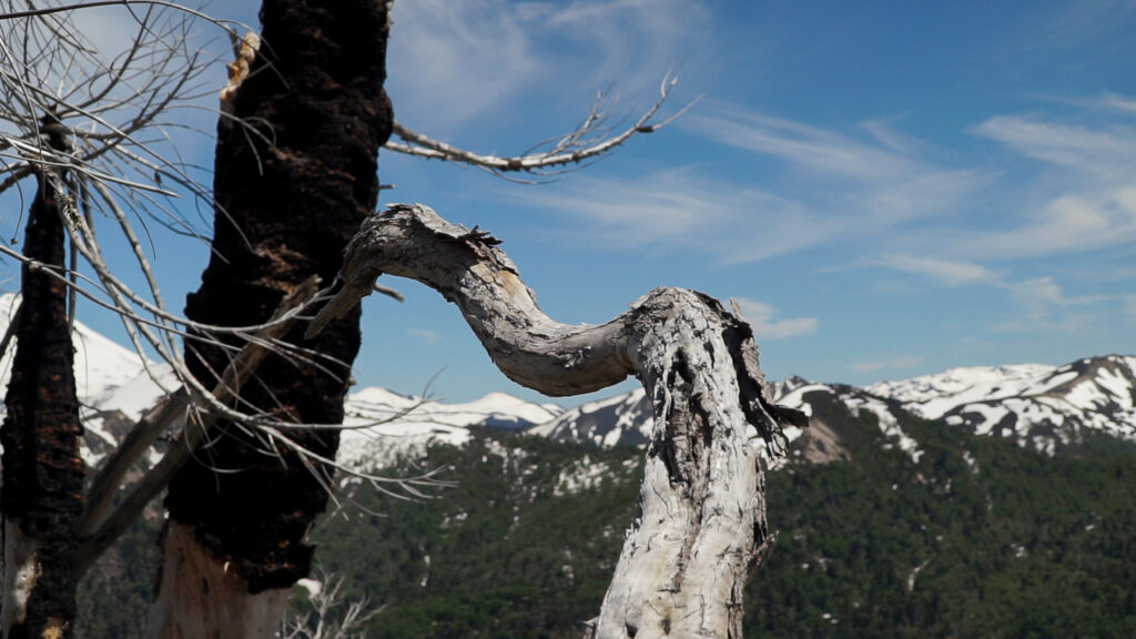 Árbol quemado. Sendero Huella del Puma. Créditos Cristóbal Ogrodnik