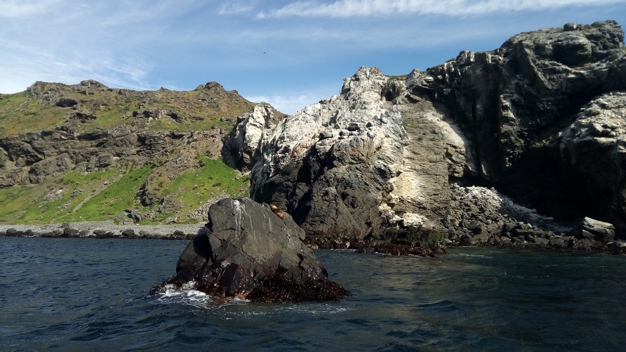 Reactivan permiso ambiental de Dominga mientras crece incertidumbre por protección del pingüino de Humboldt